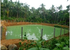 1Mulia farm pond.jpg