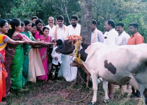 Cow Pooje 1.jpg
