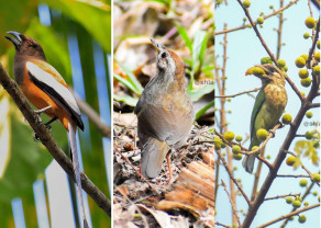 birds sanctury_270225_1.jpg