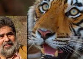 tiger.png