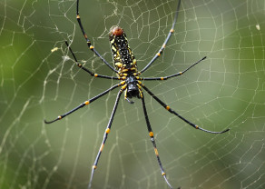 Giant_Golden_Orb_Weaver_(Ventral_Side).jpg