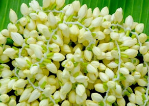 jasmine_market rate.jpg1.jpg